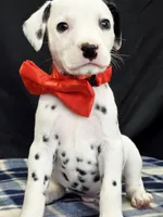 Dilly red, a male Dalmatian for sale in Cape May, NJ – 3 of 10