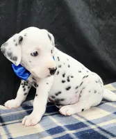 Dilly blue, a male Dalmatian for sale in Cape May, NJ – 2 of 10