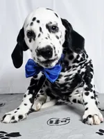 Zoomy blue , a male Dalmatian for sale in Cape May, NJ – 3 of 10