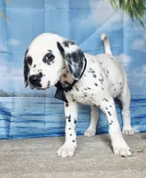 Fraidy black.LUA, a male Dalmatian for sale in Cape May, NJ – 3 of 10