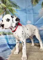 Fraidy red LUA, a male Dalmatian for sale in Cape May, NJ – 7 of 9