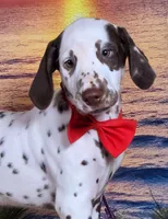 Karma red , a male Dalmatian for sale in Cape May, NJ – 5 of 10
