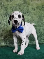 Mila blue , a male Dalmatian for sale in Cape May, NJ – 5 of 10