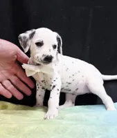 Giggles white , a female Dalmatian for sale in Cape May, NJ – 5 of 10