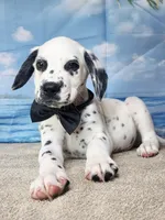 Fraidy black.LUA, a male Dalmatian for sale in Cape May, NJ – 4 of 10