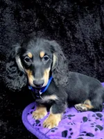 Mini dash blue, a male Miniature Dachshund for sale in Cape May, NJ – Photo 6 of 10