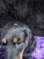 Mini dash blue, a male Miniature Dachshund for sale in Cape May, NJ – Photo 8 of 10