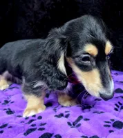 Mini dash blue, a male Miniature Dachshund for sale in Cape May, NJ – Photo 3 of 10