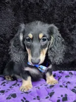 Mini dash blue, a male Miniature Dachshund for sale in Cape May, NJ – Photo 4 of 10