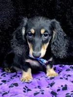Mini dash blue, a male Miniature Dachshund for sale in Cape May, NJ – Photo 1 of 10