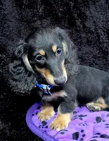 Mini dash blue, a male Miniature Dachshund for sale in Cape May, NJ – Photo 2 of 10