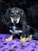 Mini dash blue, a male Miniature Dachshund for sale in Cape May, NJ – Photo 10 of 10