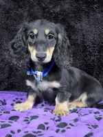 Mini dash blue, a male Miniature Dachshund for sale in Cape May, NJ – Photo 9 of 10