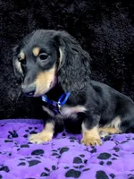 Mini dash blue, a male Miniature Dachshund for sale in Cape May, NJ – Photo 5 of 10