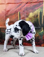 Carmella purple , a female Dalmatian for sale in Cape May, NJ – 6 of 10