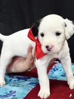 Opal red long coat, a male Dalmatian for sale in Cape May, NJ – 7 of 10