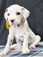 Dilly yellow, a female Dalmatian for sale in Cape May, NJ – 2 of 10