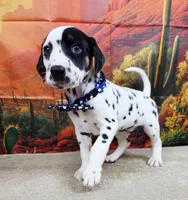 Carmella blue, a female Dalmatian for sale in Cape May, NJ – 8 of 10