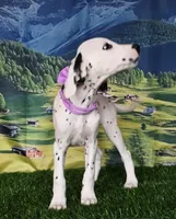 Aphrodite purple LUA , a female Dalmatian for sale in Cape May, NJ – 10 of 10