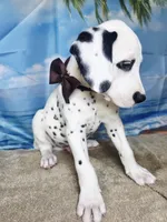 Fraidy brown LUA, a male Dalmatian for sale in Cape May, NJ – 5 of 9