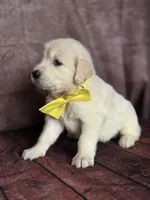 Golden yellow, a female Golden Retriever for sale in Cape May, NJ – 6 of 10