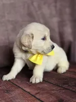 Golden yellow, a female Golden Retriever for sale in Cape May, NJ – 5 of 10