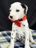 Dilly red, a male Dalmatian for sale in Cape May, NJ – 6 of 10