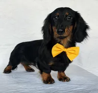 Coffee orange, a male Miniature Dachshund for sale in Cape May, NJ – Photo 4 of 10