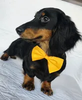 Coffee orange, a male Miniature Dachshund for sale in Cape May, NJ – Photo 2 of 10