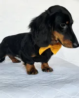 Coffee orange, a male Miniature Dachshund for sale in Cape May, NJ – Photo 10 of 10