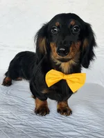 Coffee orange, a male Miniature Dachshund for sale in Cape May, NJ – Photo 6 of 10