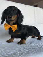 Coffee orange, a male Miniature Dachshund for sale in Cape May, NJ – Photo 5 of 10