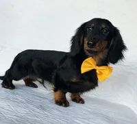 Coffee orange, a male Miniature Dachshund for sale in Cape May, NJ – Photo 8 of 10