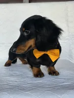 Coffee orange, a male Miniature Dachshund for sale in Cape May, NJ – Photo 3 of 10