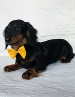 Coffee orange, a male Miniature Dachshund for sale in Cape May, NJ – Photo 1 of 10