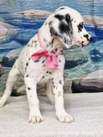 Jacora long coat tricolor , a female Dalmatian for sale in Cape May, NJ – 8 of 10