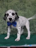 Mila blue , a male Dalmatian for sale in Cape May, NJ – 4 of 10