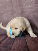 Golden aqua , a female Golden Retriever for sale in Cape May, NJ – 9 of 10