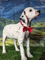 Aphrodite red, a male Dalmatian for sale in Cape May, NJ – 8 of 10