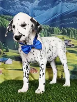 Aphrodite blue LUA , a male Dalmatian for sale in Cape May, NJ – 8 of 10