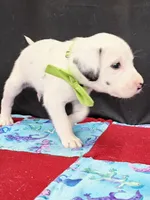 Opal green long coat, a male Dalmatian for sale in Cape May, NJ – 1 of 6