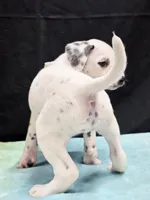 Giggles white , a female Dalmatian for sale in Cape May, NJ – 10 of 10