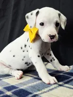 Dilly yellow, a female Dalmatian for sale in Cape May, NJ – 9 of 10