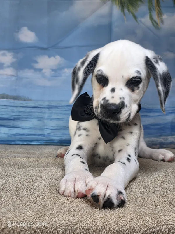 Fraidy black.LUA – Dalmatian puppy for sale in Cape May, NJ