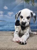Fraidy black.LUA, a male Dalmatian for sale in Cape May, NJ – 1 of 10