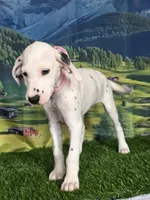 Aphrodite pink LUA, a female Dalmatian for sale in Cape May, NJ – 5 of 10