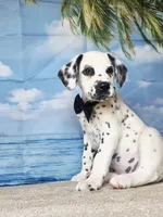 Fraidy black.LUA, a male Dalmatian for sale in Cape May, NJ – 10 of 10