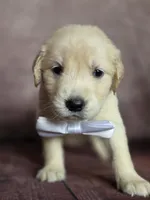 Golden white, a female Golden Retriever for sale in Cape May, NJ – 9 of 10