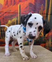 Carmella aqua, a female Dalmatian for sale in Cape May, NJ – 7 of 10