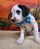 Carmella aqua, a female Dalmatian for sale in Cape May, NJ – 3 of 10